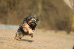 Tibetan Terrier in autumn
