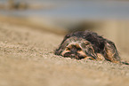 Tibetan Terrier in autumn