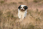 tricolour Tibetan Terrier