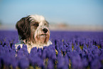 tricolour Tibetan Terrier