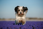 tricolour Tibetan Terrier