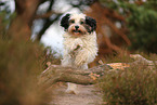 tricolour Tibetan Terrier