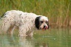 tricolour Tibetan Terrier