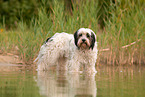 tricolour Tibetan Terrier