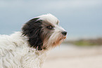 tricolour Tibetan Terrier