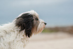 tricolour Tibetan Terrier