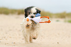 tricolour Tibetan Terrier