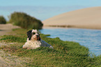 tricolour Tibetan Terrier