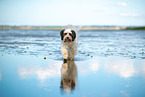 tricolour Tibetan Terrier