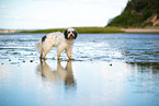tricolour Tibetan Terrier