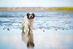 tricolour Tibetan Terrier