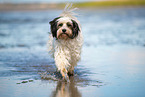 tricolour Tibetan Terrier