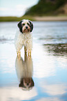 tricolour Tibetan Terrier