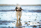 tricolour Tibetan Terrier