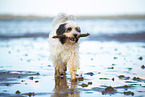 tricolour Tibetan Terrier