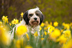 tricolour Tibetan Terrier