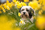 tricolour Tibetan Terrier