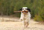 tricolour Tibetan Terrier