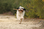 tricolour Tibetan Terrier