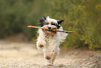 tricolour Tibetan Terrier