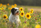 tricolour Tibetan Terrier