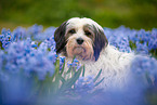 tricolour Tibetan Terrier