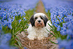 tricolour Tibetan Terrier
