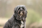 black Tibetan Terrier