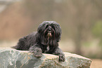 black Tibetan Terrier