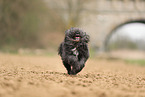 black Tibetan Terrier