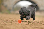 black Tibetan Terrier