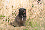 black Tibetan Terrier