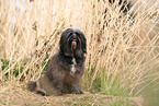 black Tibetan Terrier