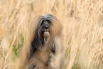 black Tibetan Terrier