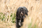 black Tibetan Terrier
