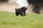 black Tibetan Terrier