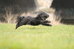 black Tibetan Terrier