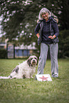 Tibetan Terrier at dog sport