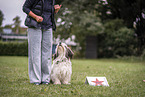 Tibetan Terrier at dog sport