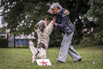 Tibetan Terrier at dog sport