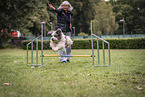 Tibetan Terrier at dog sport