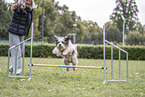 Tibetan Terrier at dog sport