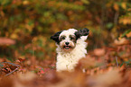 Tibetan Terrier