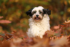 Tibetan Terrier