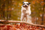 Tibetan Terrier