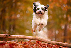 Tibetan Terrier