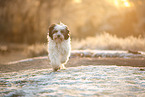 Tibetan Terrier