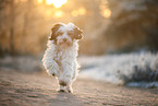 Tibetan Terrier