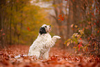 Tibetan Terrier