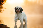 Tibetan Terrier